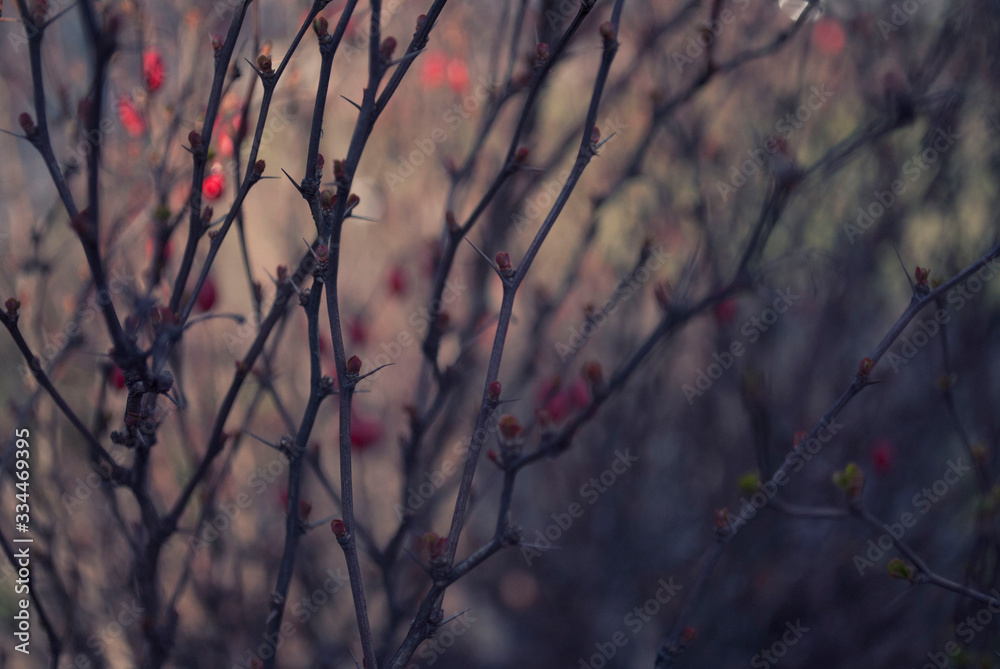 tree winter branch nature snow branches tree winter branch nature snow branches