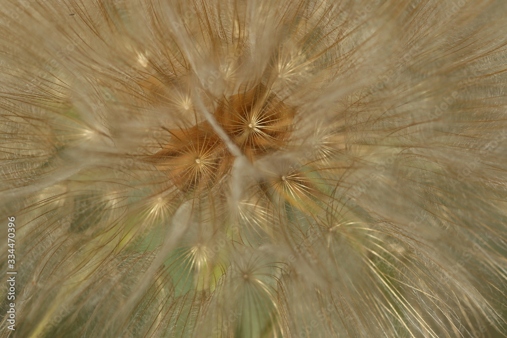 Fototapeta premium dandelion eyes