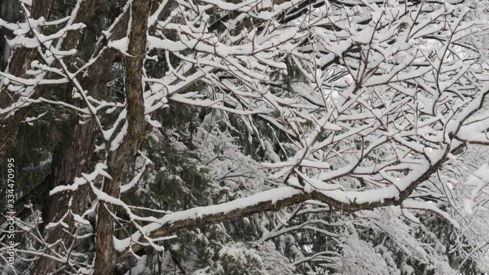 雪景色 雪景色
