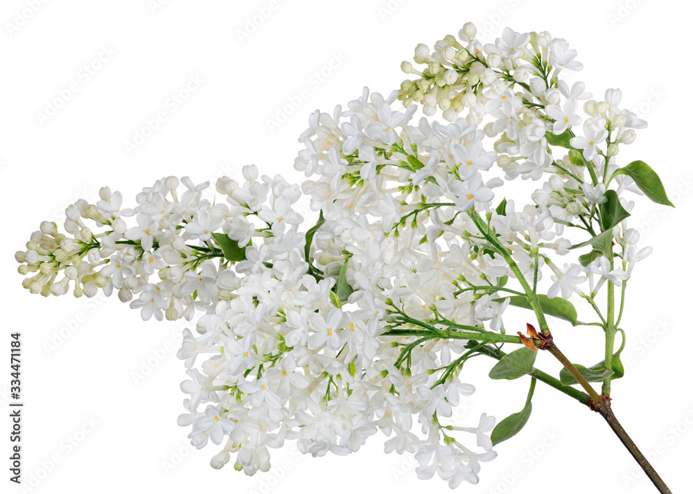 isolated pure white lush lilac with small green leaves isolated pure white lush lilac with small green leaves