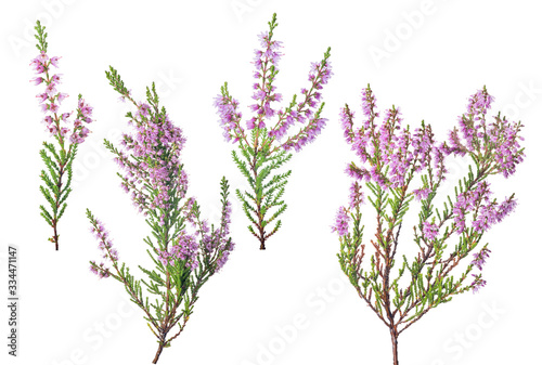 four pink blossoming heather branches on white