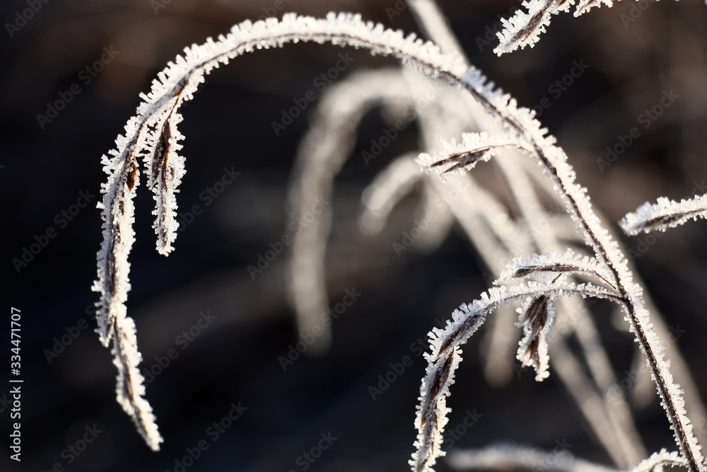 The dry whisk of a wild-growing cereal bent by an arch is covered with the hoarfrost crystals sparkling in the sun. The dry whisk of a wild-growing cereal bent by an arch is covered with the hoarfrost crystals sparkling in the sun.