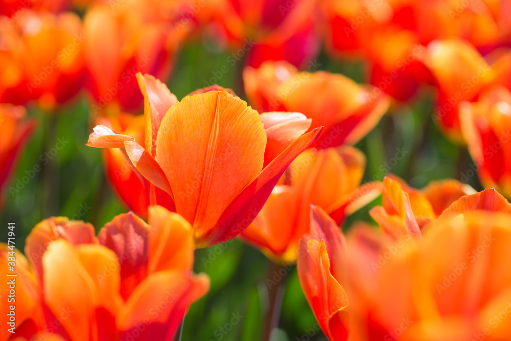 Closeup of red-orange tulips flowers with green leaves in the park outdoor. beautiful flowers in spring Closeup of red-orange tulips flowers with green leaves in the park outdoor. beautiful flowers in spring
