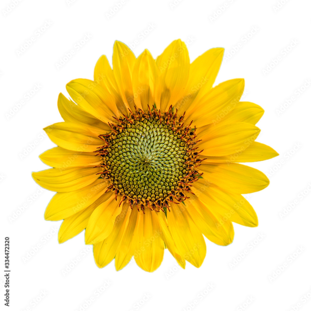 Fototapeta premium Sunflower isolated on white background.