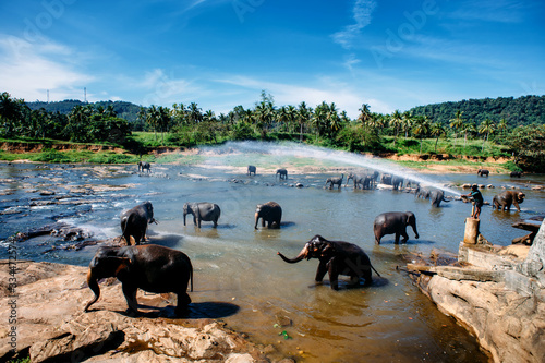 Photography Pinnawala elephant orphanage, national park in Sri Lanka