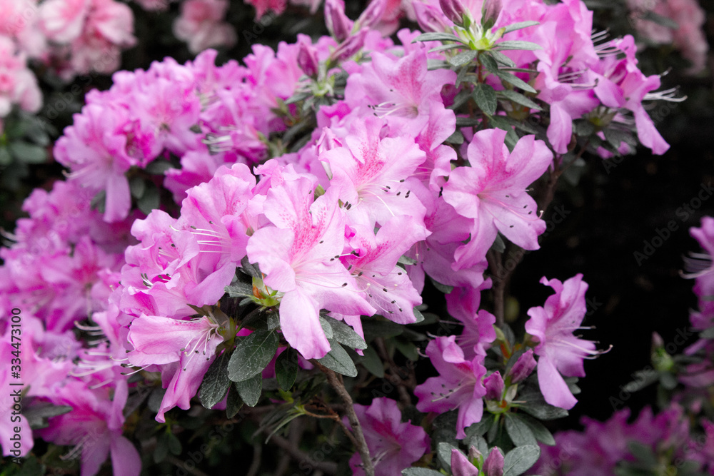 Azalea flower pink