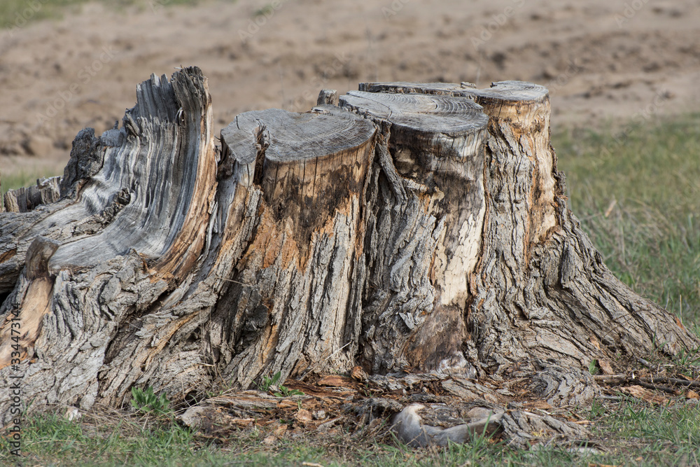 A large stump of a sawn tree in a forest. A large stump of a sawn tree in a forest.