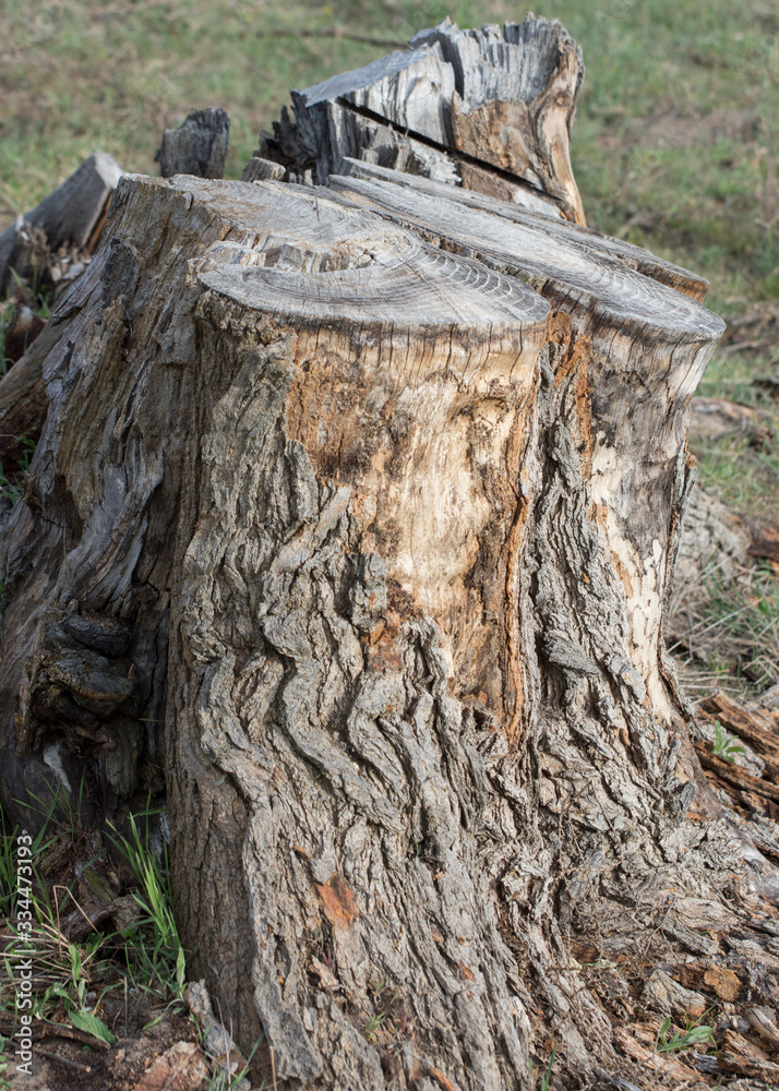 The stump of a sawn tree in the forest. The stump of a sawn tree in the forest.