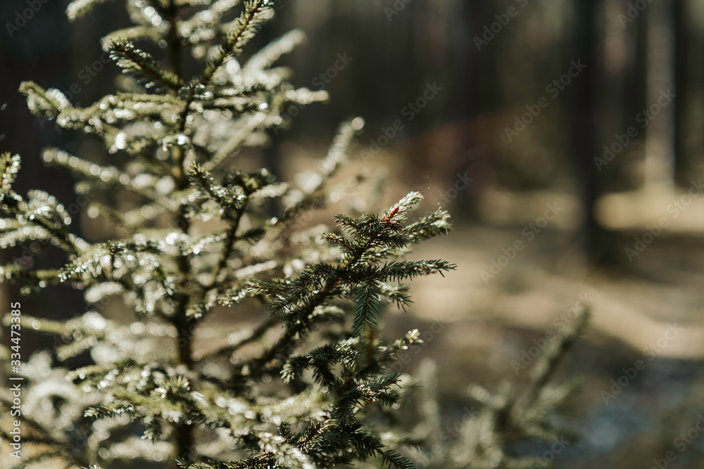 Tree in forest, Herringbone in forest, Christmas tree, Deep forest