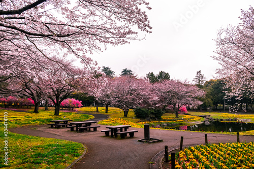 Quadro su tela Spring in the Beppu central park with pink sakura