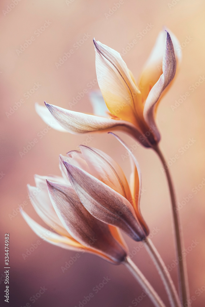 Obraz premium Tulipany botaniczne Tarda