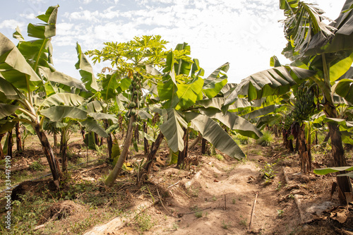 Banana plants on a permaculture planatation in Africa photo