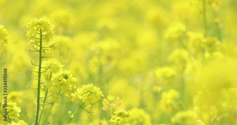 風に揺れる菜の花と桜 スロー再生 風に揺れる菜の花と桜 スロー再生