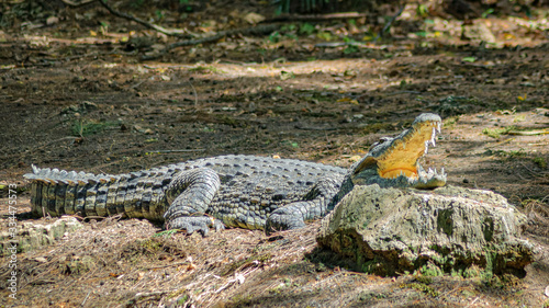 crocodile on the ground with mouth open