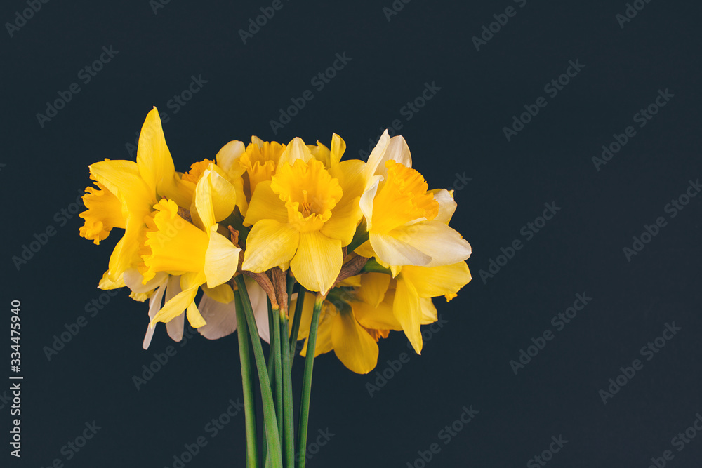 Yellow narcissus flowers on black background. Flowers composition. Flat lay, top view, copy space. Trendy background. Yellow narcissus flowers on black background. Flowers composition. Flat lay, top view, copy space. Trendy background.