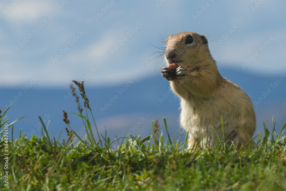 Ground Squirrel ( Gelengi / Spermophilus citellus ) Aladaglar National Park, Nigde / Turkey.