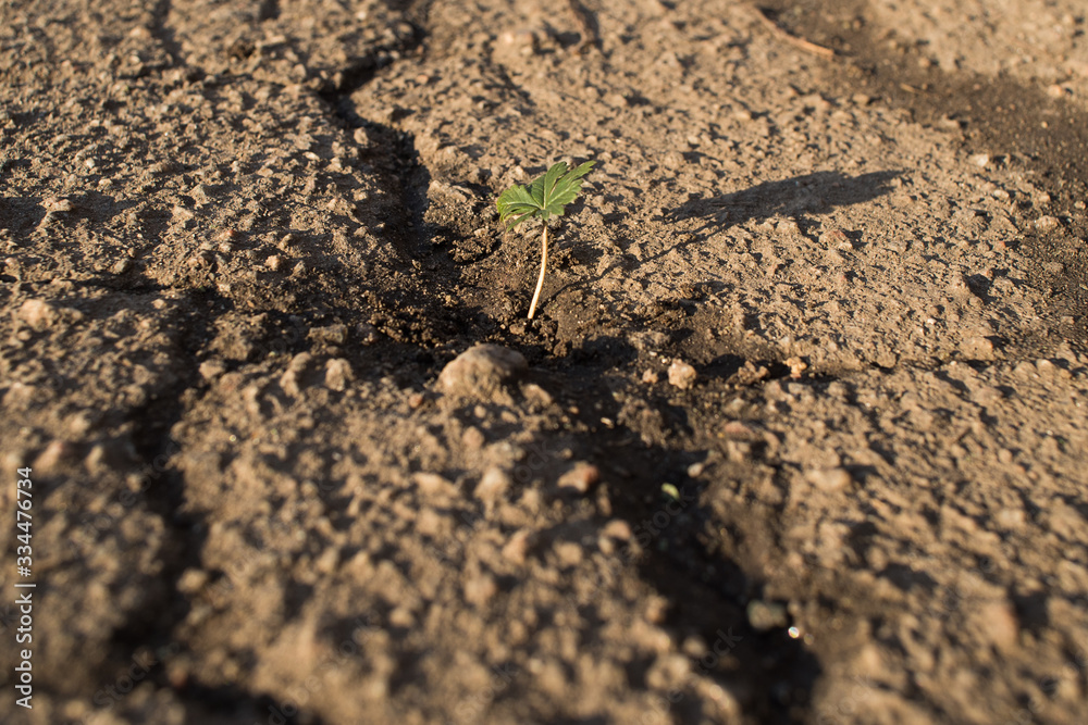 A green plant grows in the crack of asphalt A green plant grows in the crack of asphalt