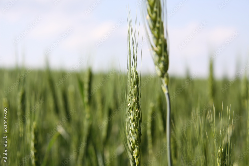 green ears of wheat in an ecologically clean field under the open sky on a farm in Moldova green ears of wheat in an ecologically clean field under the open sky on a farm in Moldova