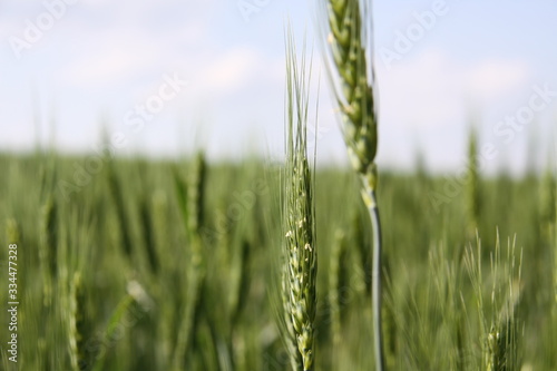 green ears of wheat in an ecologically clean field under the open sky on a farm in Moldova