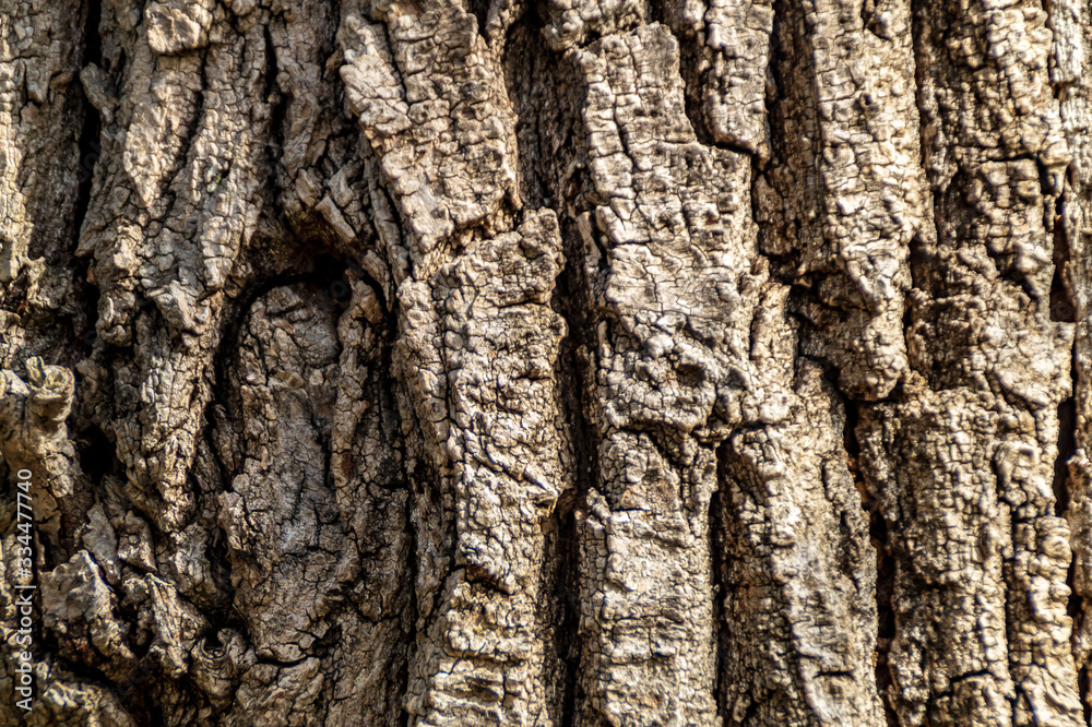 Texture corteccia vecchio albero Texture corteccia vecchio albero
