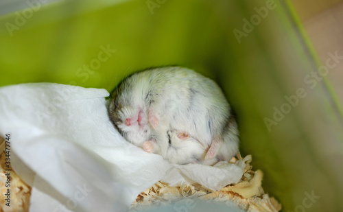 Fototapeta Naklejka Na Ścianę i Meble -  The adult male Djungarian dwarf hamster is sleeping in the corner of the cage. The funny pet rodent is lying on its back with its legs tucked up in indoors.