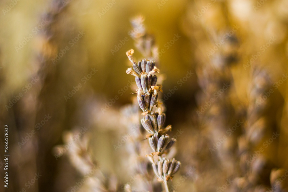 macro photos of the dry flowers macro photos of the dry flowers