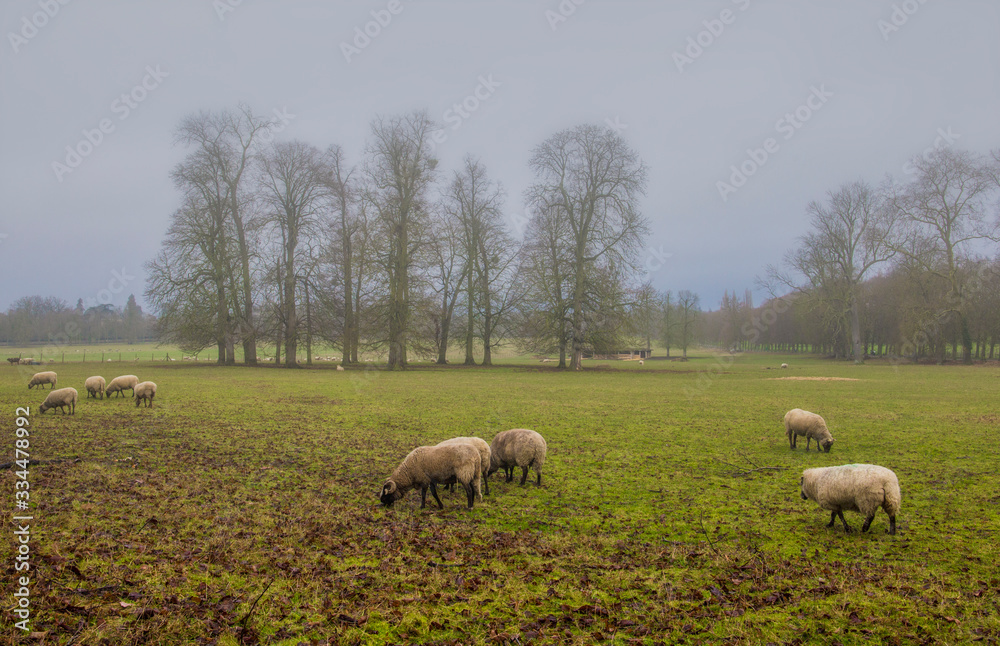 Goats and sheep strolling and grazing in the winter field Count Versailles, France Goats and sheep strolling and grazing in the winter field Count Versailles, France
