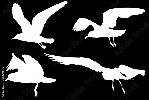 isolated white set of four seagulls silhouettes