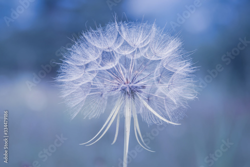 Close up of a dandelion on blue background