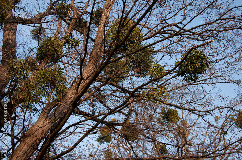 Tall trees in mistletoe on a background of blue sky in spring Tall trees in mistletoe on a background of blue sky in spring