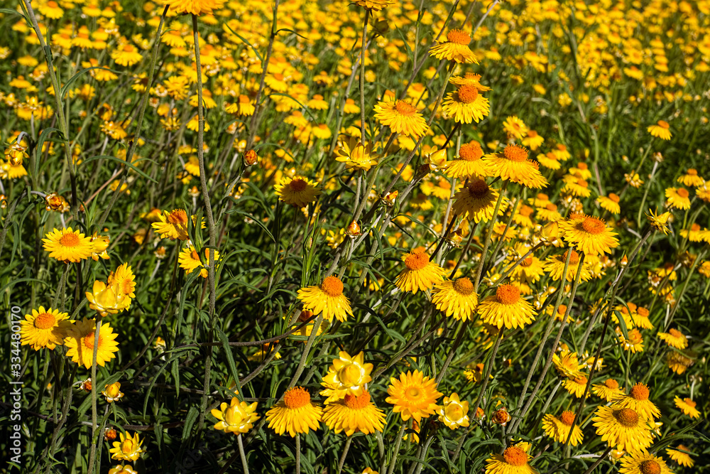 Australian yellow paper daisy straw flower