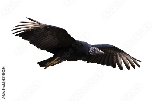 Black Vulture in flight isolated on white background   Coragyps atratus  