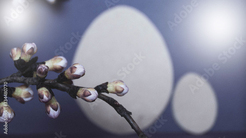 Easter designer background with spring flowers and eggs in blue. Banner. 