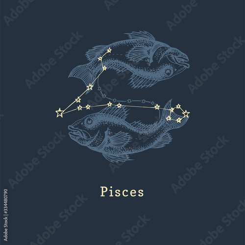 Zodiac constellation of Pisces in engraving style. Vector retro graphic illustration of astrological sign Fishes.