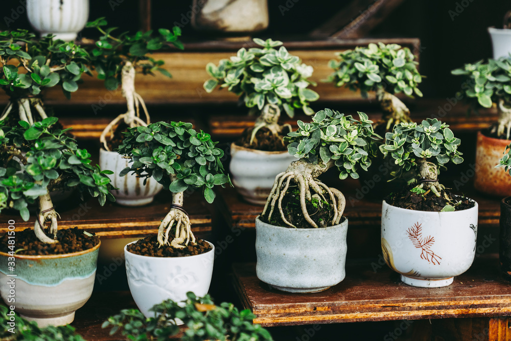 Bonsai pots on wooden shelves