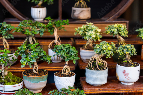 Bonsai pots on wooden shelves