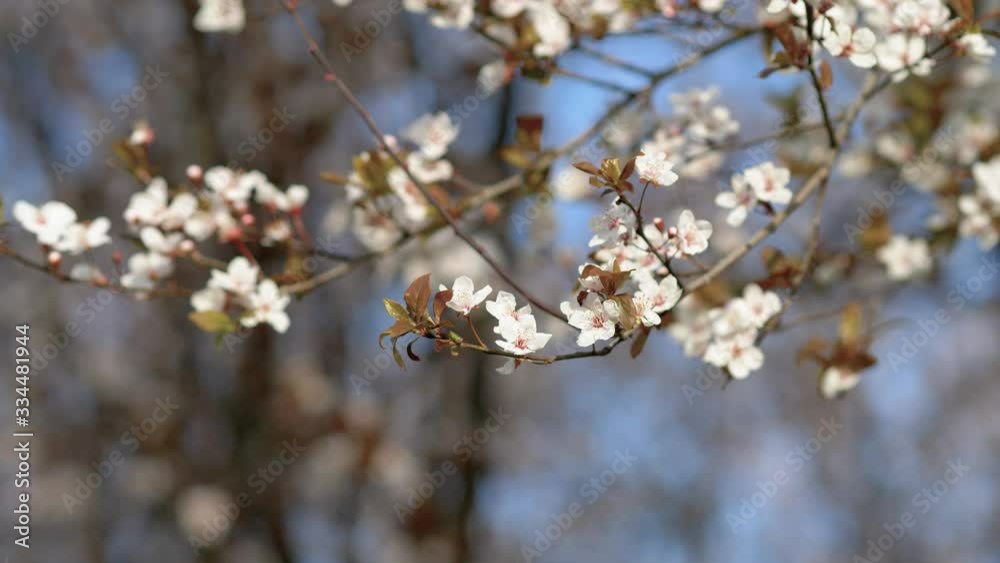 Prunus cerasifera or common names cherry plum and myrobalan plum branch with flowers and leaves sway in wind in spring with blur nature background, 4k footage. Prunus cerasifera or common names cherry plum and myrobalan plum branch with flowers and leaves sway in wind in spring with blur nature background, 4k footage.