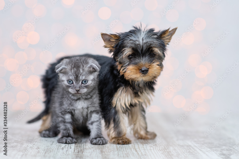 A puppy of a brown-black Yorkshire Terrier stands near a dark kitten of a Scottish breed with the coloring of a tabi A puppy of a brown-black Yorkshire Terrier stands near a dark kitten of a Scottish breed with the coloring of a tabi