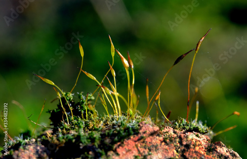 Mosses, or the taxonomic division Bryophyta, are small flowerless plants that typically form dense green clumps or mats, often in damp or shady locations