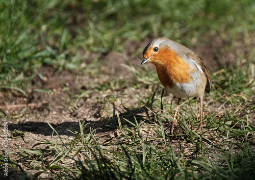 The European robin, known simply as the robin or robin redbreast in the British Isles, © Paul