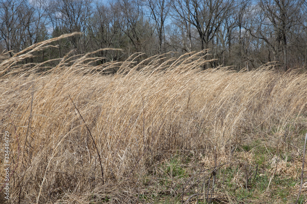 Fototapeta premium Blowing weeds
