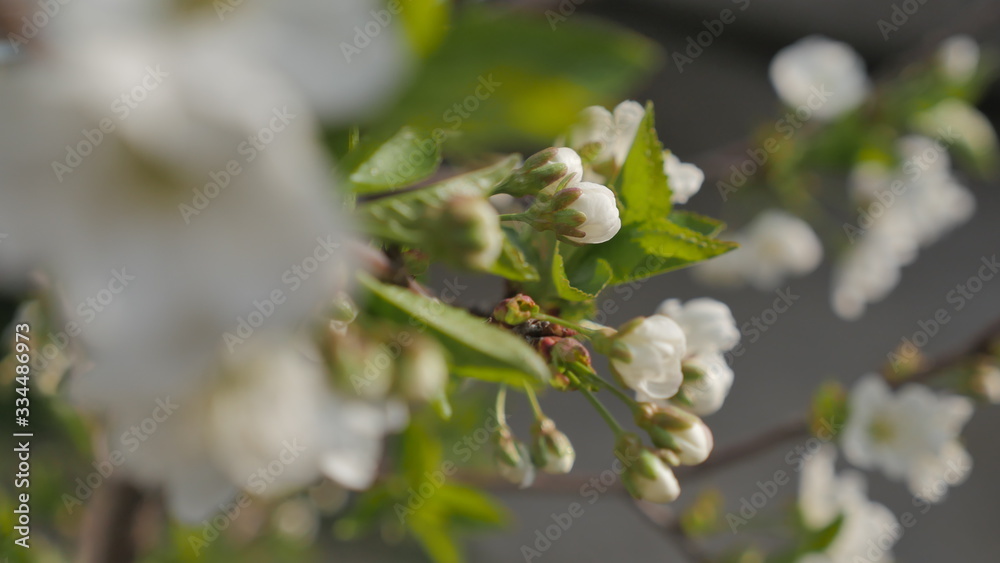  Blooming cherry tree White flowers on a tree