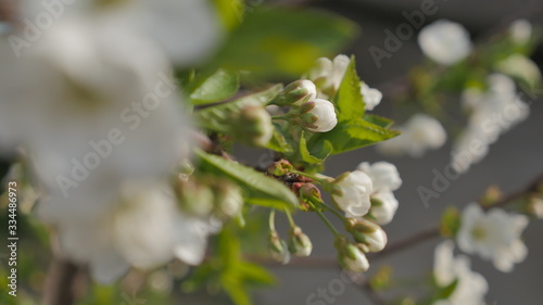  Blooming cherry tree White flowers on a tree