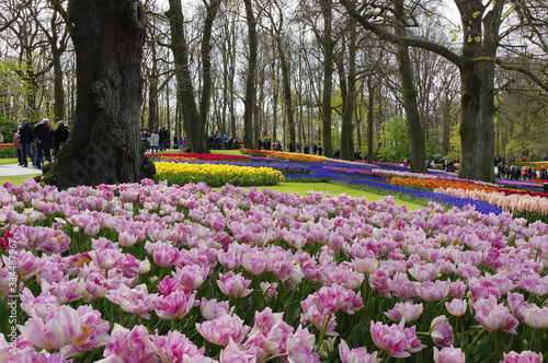 Fototapeta Naklejka Na Ścianę i Meble -  vacanza in Olanda Amsterdam e parco dei tulipani Keukenhof