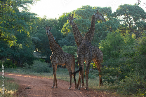 Three giraffes on a game reserve