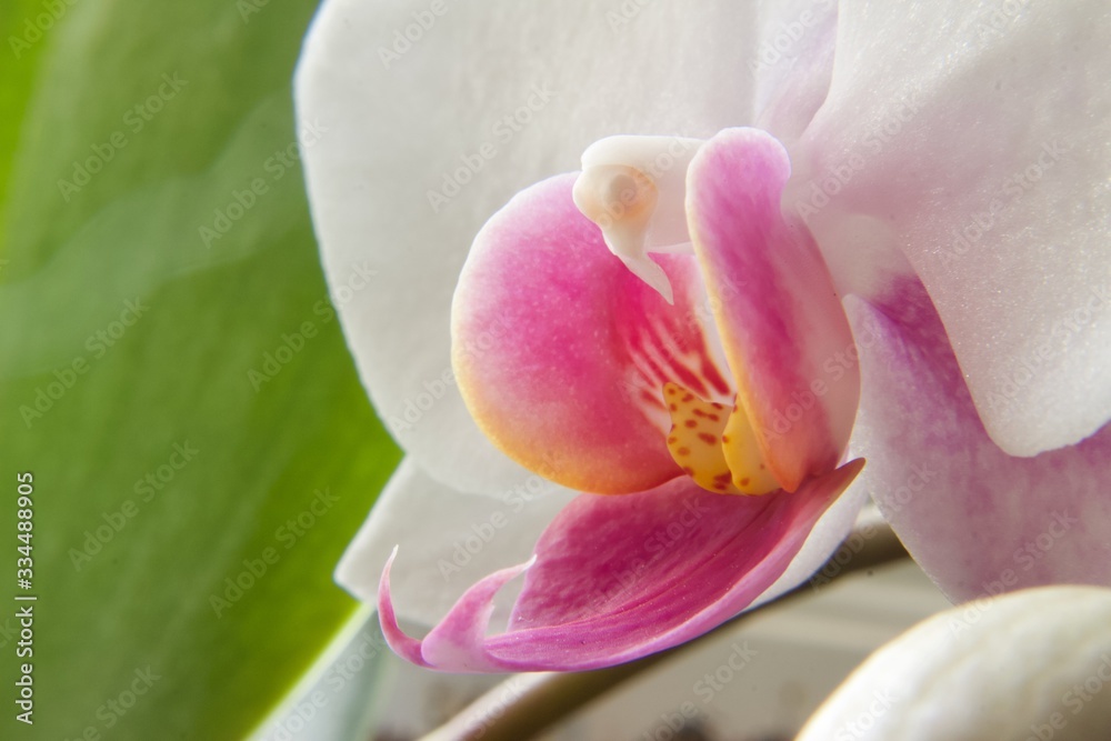 Orchid Orchid