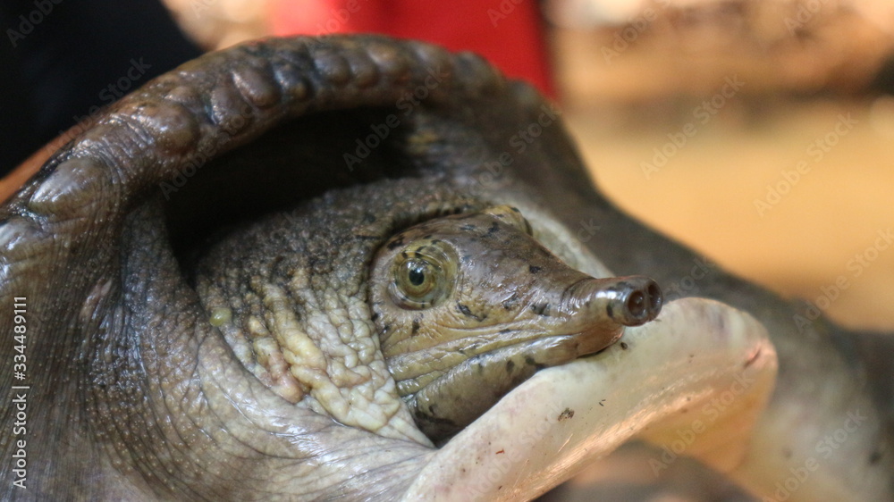 The soft-shell turtles live in fresh water and live in pairs. The soft-shell turtles live in fresh water and live in pairs.