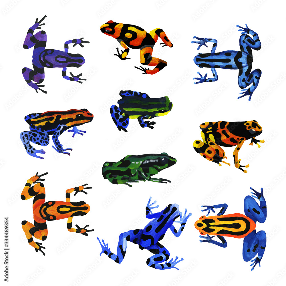 A water-color frog painted on white paper A water-color frog painted on white paper