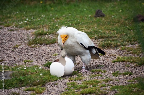 Obraz na plátně Egyptian Vulture, Neophron Percnopterus, also called the White scavenger vulture or Pharaoh`s chicken, breaking an egg with a stone to find food inside