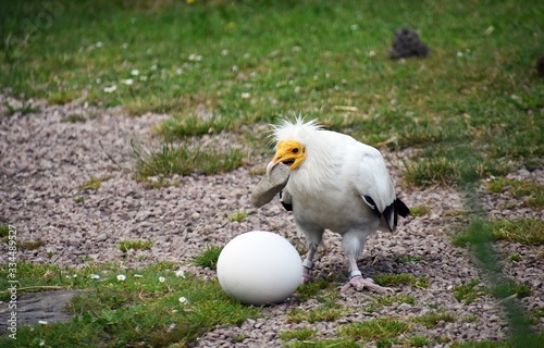 Bild auf Leinwand Egyptian Vulture, Neophron Percnopterus, also called the White scavenger vulture or Pharaoh`s chicken, breaking an egg with a stone to find food inside